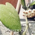 100 aeeds Bag Hoya Kerrii Bonsai (Hoya Kerrii) Family Bonsai