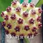 100 aeeds Bag Hoya Kerrii Bonsai (Hoya Kerrii) Family Bonsai
