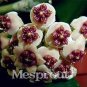 100 aeeds Bag Hoya Kerrii Bonsai (Hoya Kerrii) Family Bonsai
