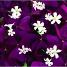 200 seeds Rare Mixed Oxalis Bonsai Flowers Cuckooflower Rotary Sorrel Versicolor for Home & Garden