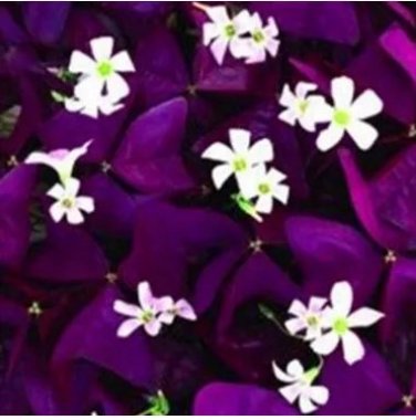 200 seeds Rare Mixed Oxalis Bonsai Flowers Cuckooflower Rotary Sorrel Versicolor for Home & Garden