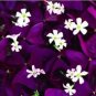 200 seeds Rare Mixed Oxalis Bonsai Flowers Cuckooflower Rotary Sorrel Versicolor for Home & Garden