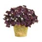 200 seeds Rare Mixed Oxalis Bonsai Flowers Cuckooflower Rotary Sorrel Versicolor for Home & Garden