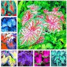 150 seeds Multiple Colour Thailand Caladium Bonsai of Perennial Rainbow Flower