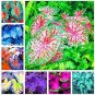150 seeds Multiple Colour Thailand Caladium Bonsai of Perennial Rainbow Flower