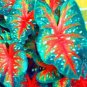 150 seeds Multiple Colour Thailand Caladium Bonsai of Perennial Rainbow Flower
