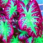 150 seeds Multiple Colour Thailand Caladium Bonsai of Perennial Rainbow Flower