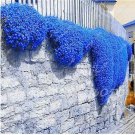 200 seeds Rainbow Creeping Thyme Plants Blue Rock CRESS Plants