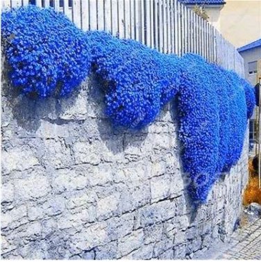 200 seeds Rainbow Creeping Thyme Plants Blue Rock CRESS Plants