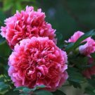 5 seeds Rare Heirloom Pink Red Damask Garden Peony Plant Flower 'Qing Ren'