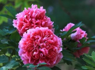 5 seeds Rare Heirloom Pink Red Damask Garden Peony Plant Flower 'Qing Ren'
