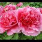 5 seeds Rare Heirloom Pink Red Damask Garden Peony Plant Flower 'Qing Ren'