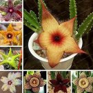 100 seeds Stapelia pulchella Seeds Stone Cactus Seeds Lithops Mix