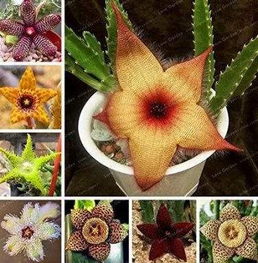 100 seeds Stapelia pulchella Seeds Stone Cactus Seeds Lithops Mix