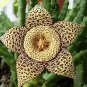 100 seeds Stapelia pulchella Seeds Stone Cactus Seeds Lithops Mix