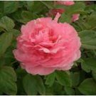 5 seeds Rare Heirloom Pink Peony Tree 'Feng Xia' Flower