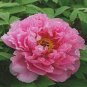 5 seeds Rare Heirloom Pink Peony Tree 'Feng Xia' Flower