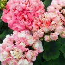 100 seeds African Rose Geranium Plant, Bonsai Garden Pelargonium Light Pink Ball Flower