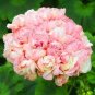100 seeds African Rose Geranium Plant, Bonsai Garden Pelargonium Light Pink Ball Flower