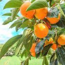 100 seeds Asian Persimmon