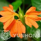 100 seeds Rare Crossandra Infundibuliformis Grow lings Bonsai