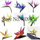 100 seeds Plants Flowers Strelitzia Reginae Plants Bird of Paradise Flower