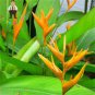 100 seeds Plants Flowers Strelitzia Reginae Plants Bird of Paradise Flower