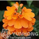 100 seeds A Pack Rare Crossandra Infundibuliformis