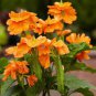 100 seeds A Pack Rare Crossandra Infundibuliformis