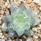 100seeds Rainbow YuLu Bonsai, Potted Succulents Fleshy Shining Green Plants