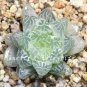 100seeds Rainbow YuLu Bonsai, Potted Succulents Fleshy Shining Green Plants