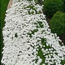 500 seeds Creeping Thyme Bonsai or Blue Rock CRESS Plant