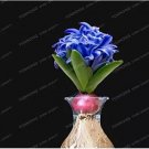 1 seeds Hyacinth Bulb 1 piece