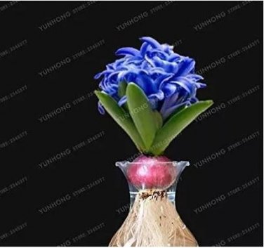 1 seeds Hyacinth Bulb 1 piece