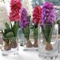 1 seeds Hyacinth Bulb 1 piece