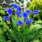 100 seeds Calla Flower Plants Rare Bonsai Calla Lily Flower Planting (Not Calla Bulbs)