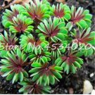 100 seeds Rare Oxalis Versicolor Plants World's Rare for Little Garden Home