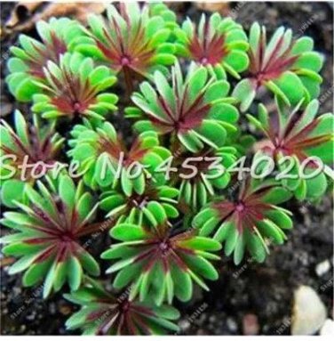 100 seeds Rare Oxalis Versicolor Plants World's Rare for Little Garden Home