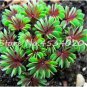 100 seeds Rare Oxalis Versicolor Plants World's Rare for Little Garden Home
