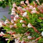 100 seeds Rare Oxalis Versicolor Plants World's Rare for Little Garden Home