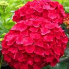 20 seedsBeautiful Hydrangea Flores Bonsai Plant for Home Garden Have Various Color