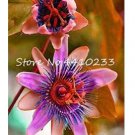 20  seeds Seed Passion Flower,Passiflora Incarnata Certified Pure Live