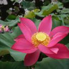 1 seeds Heirloom 'Hong Guniang' Red Lotus