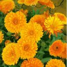 30 seeds Calendula Orange Pot Marigold Flower