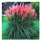 200 seeds Mixed Colors Pampas Grass Plant Bonsai Balcony Colorful