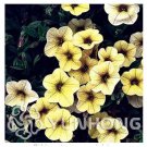 100 seeds Mini Calibrchoa Million Bells Annual Flower Bonsai