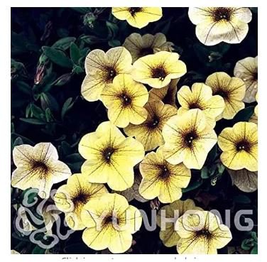100 seeds Mini Calibrchoa Million Bells Annual Flower Bonsai