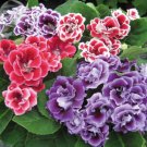 5 seeds Gloxinia F1 Brocade Double Mixed Seeds