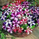 100 Seeds Petunia Bonsai  Garden Home Flowers Balcony Flowers