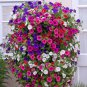 100 Seeds Petunia Bonsai Garden Home Flowers Balcony Flowers